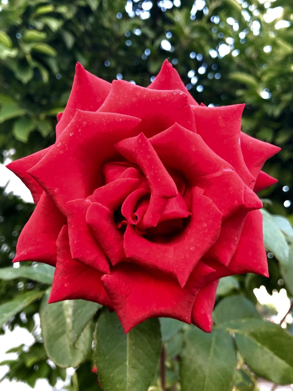Роза чайно-гибридная Королевский бархат