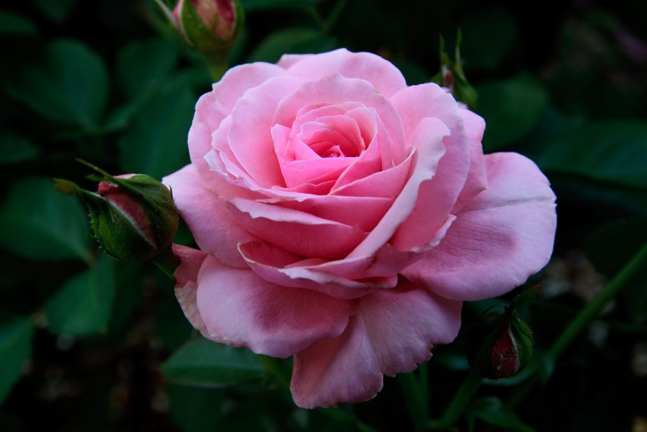 Роза одноголовая бордовая