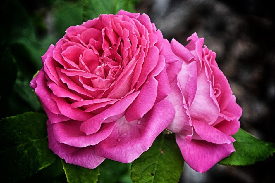 Роза хикинбаши