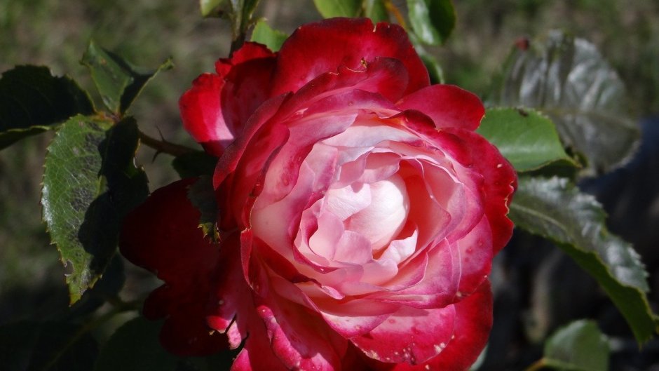 Роза Роберта розовая