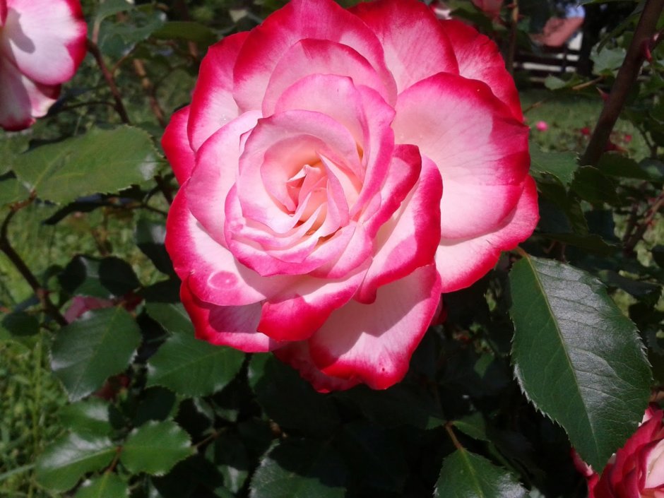 Роза чайно-гибридная Вальцтайм