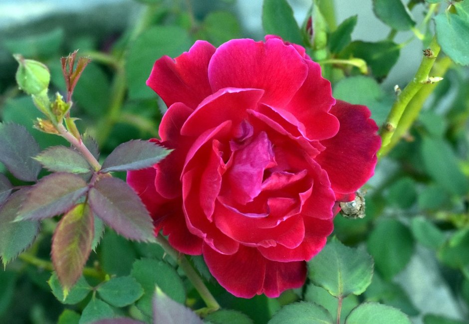 Роза плетистая двухцветная