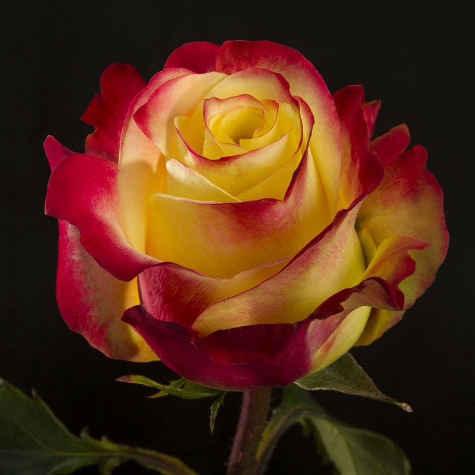 Розы желто розовые сорта