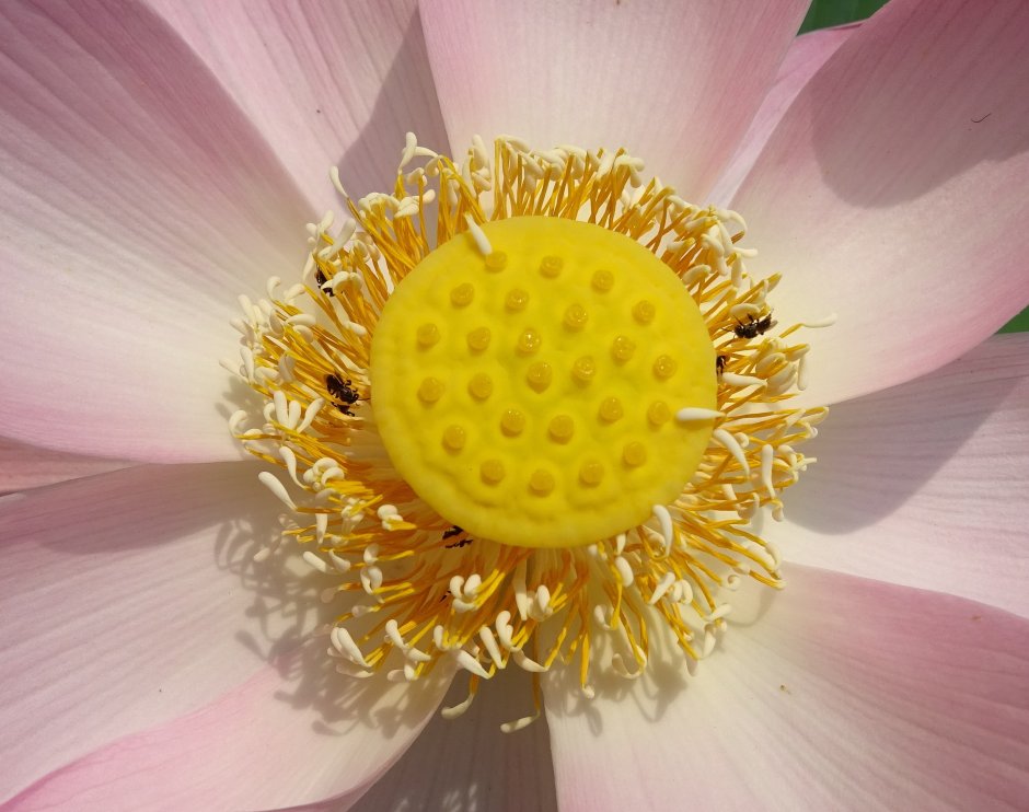 Yellow Lotus Nelumbo nucifera