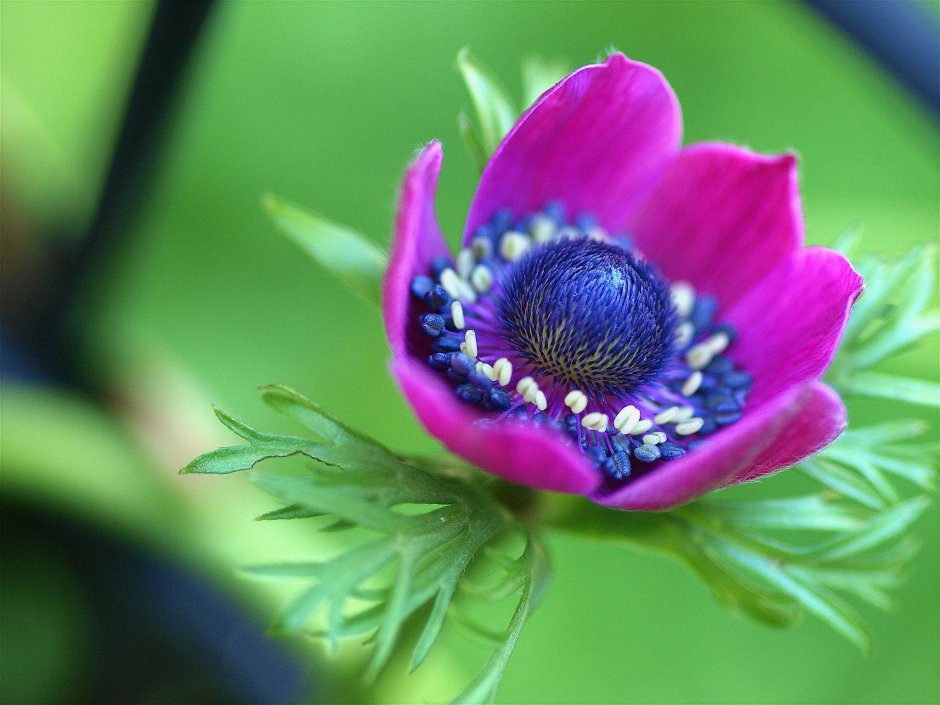 Anemone цветок