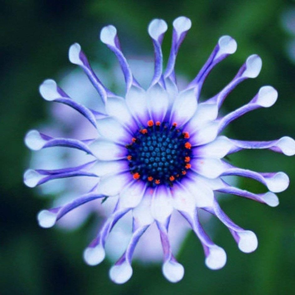 Космея цветы голубые