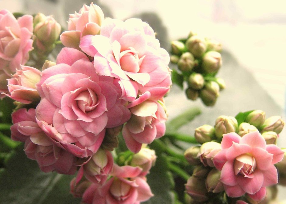 Каланхоэ цветет розовыми розочками