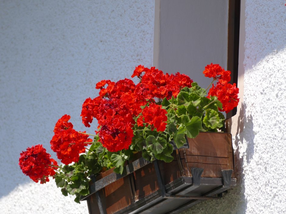 Пеларгония balcon Red