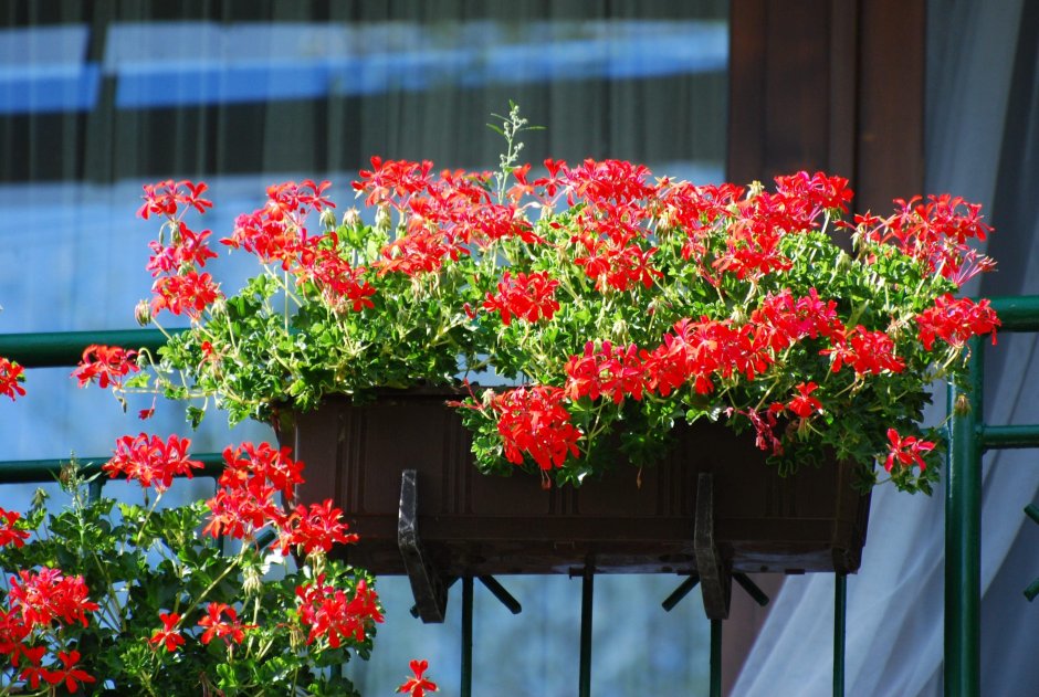 Пеларгония ампельная balkon