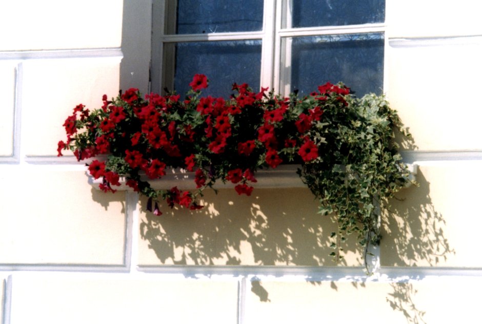 Пеларгония ампельная balkon