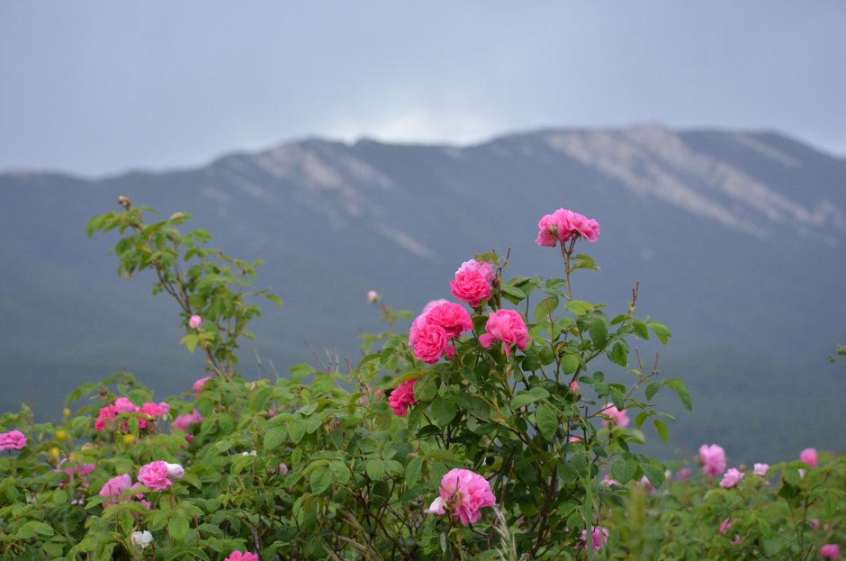 Цветы рододендроны в горах