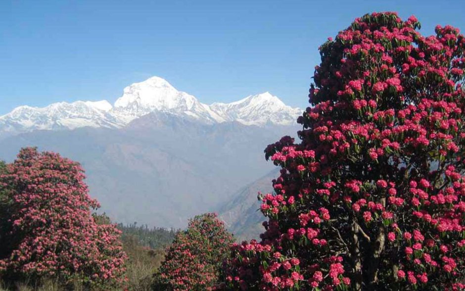Рододендрон Непал