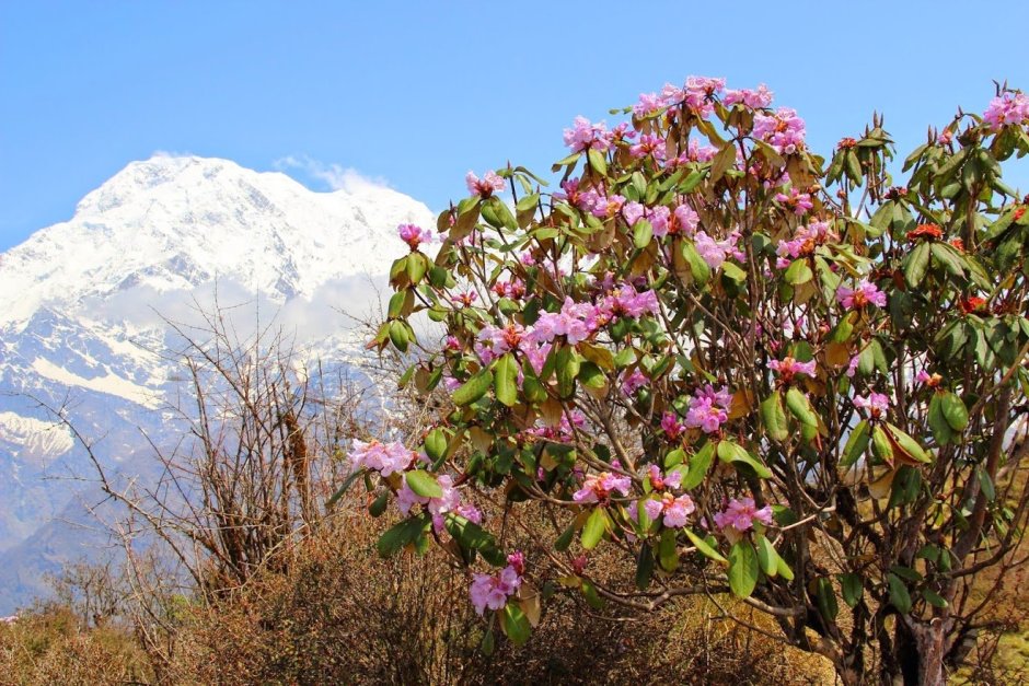 Непал цветение рододендронов