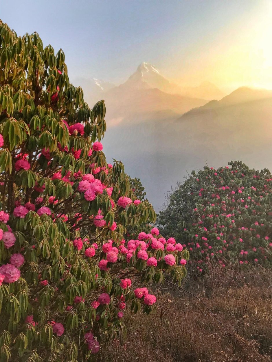 Гималайская роза фото