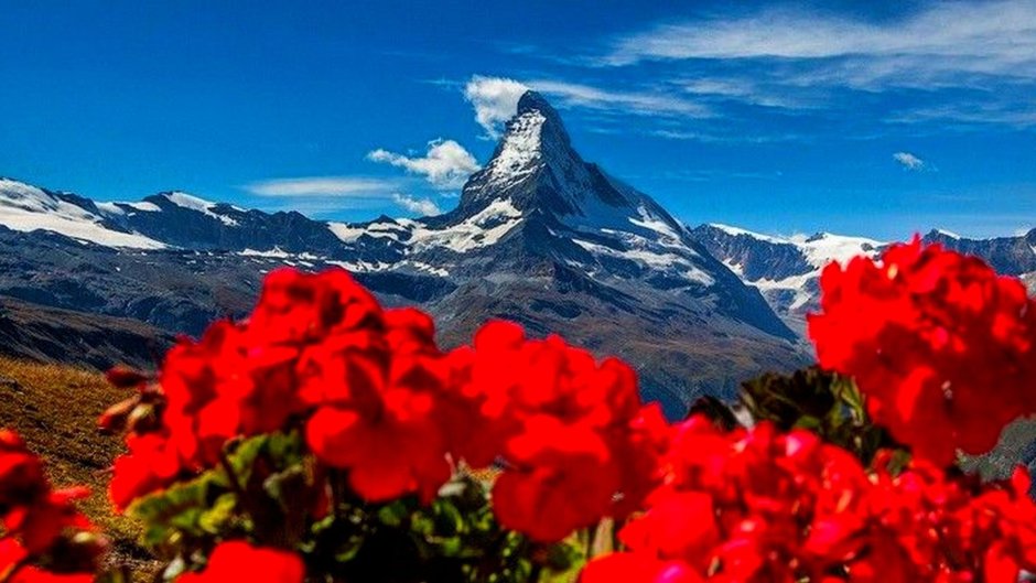 Горы цветы природа Эверест