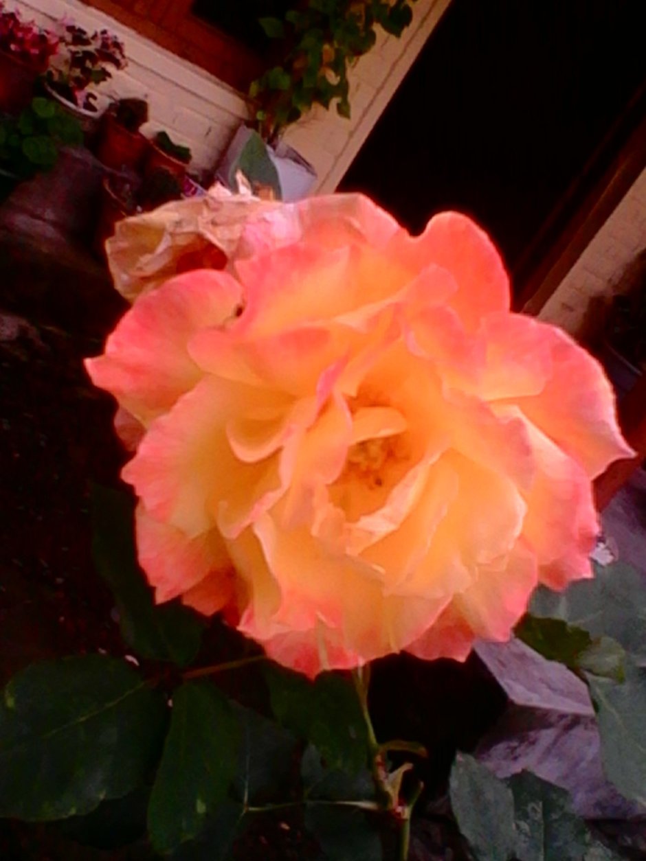 Роза чайно-гибридная Аннапурна