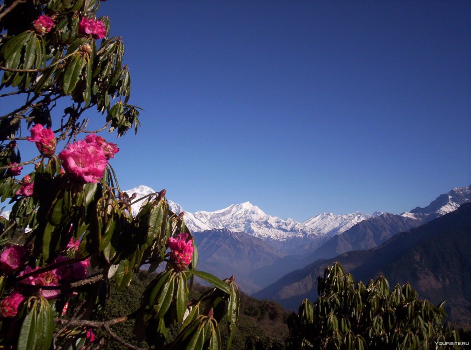 Рододендрон цветок Непал
