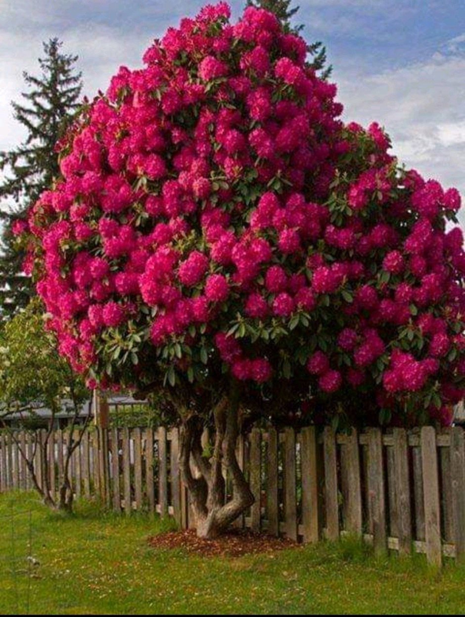 Шиповник Альпийский (Rosa Alpina)