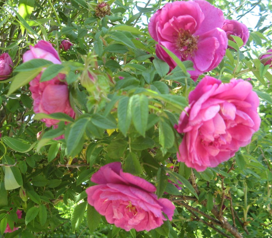 Парковая роза ругоза