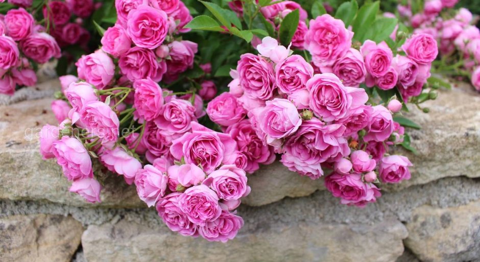 Maman Turbat роза