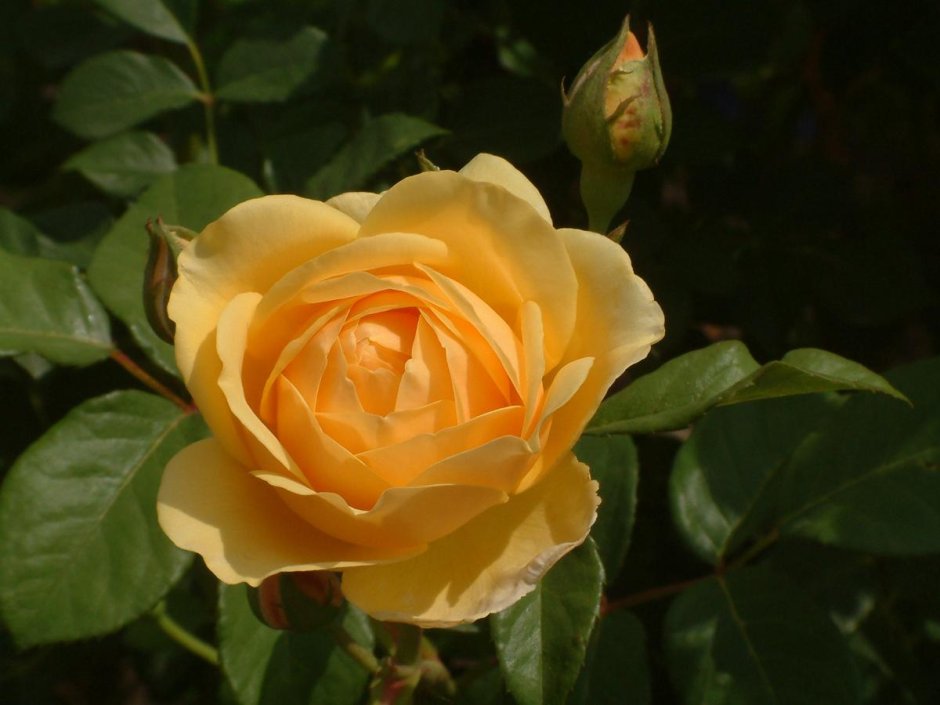 Желтая роза без шипов
