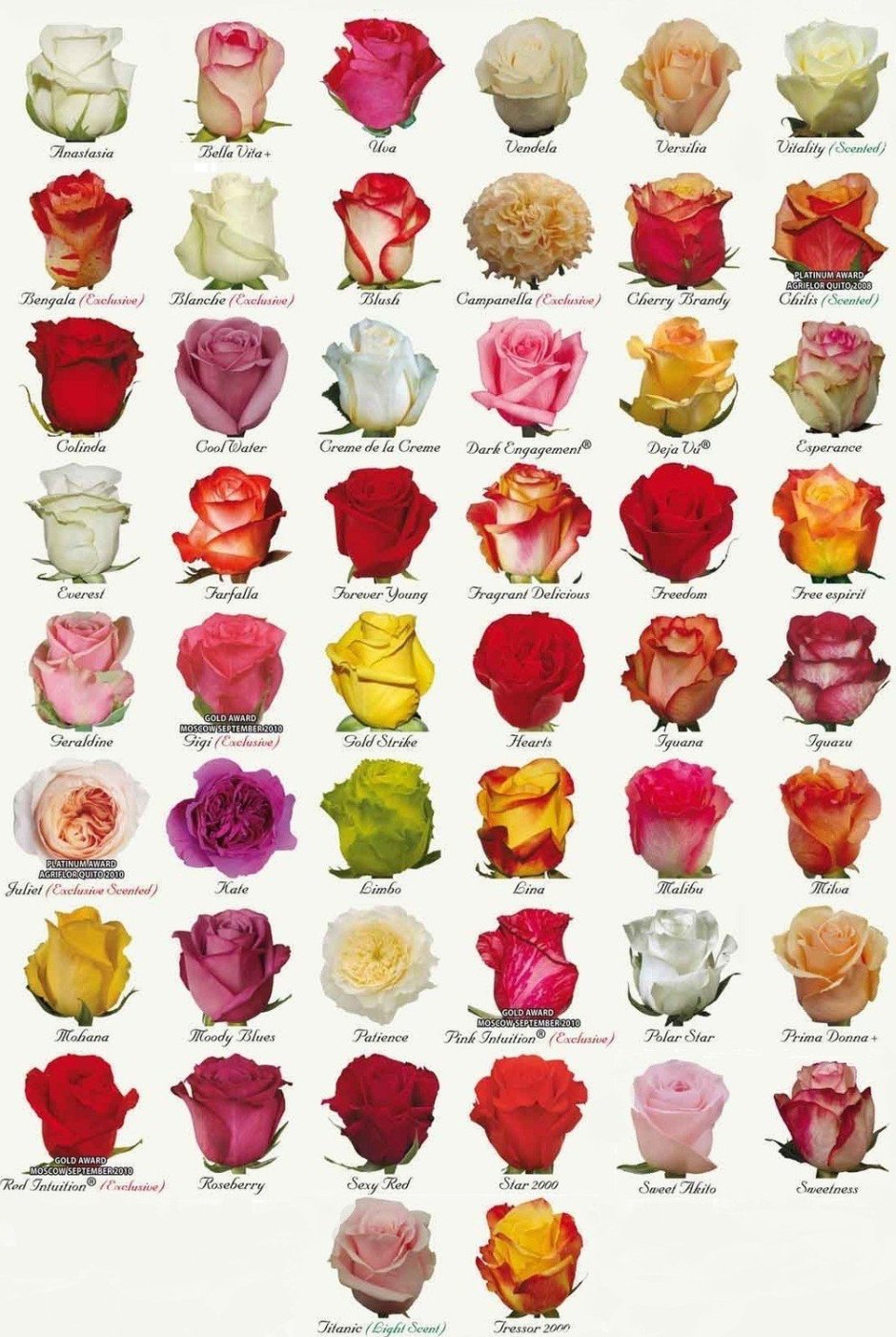 Сорта роз срезка Эквадор