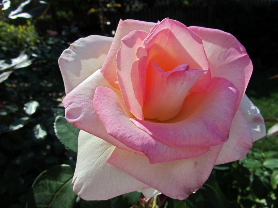 Сорт розы эсмеральда