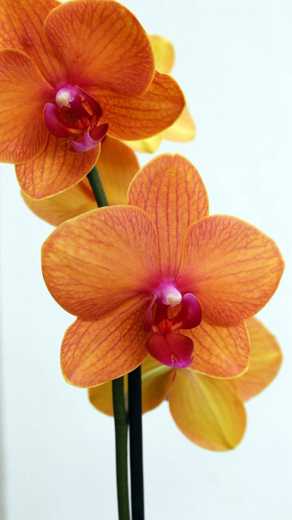 Оранж блоссом Орхидея