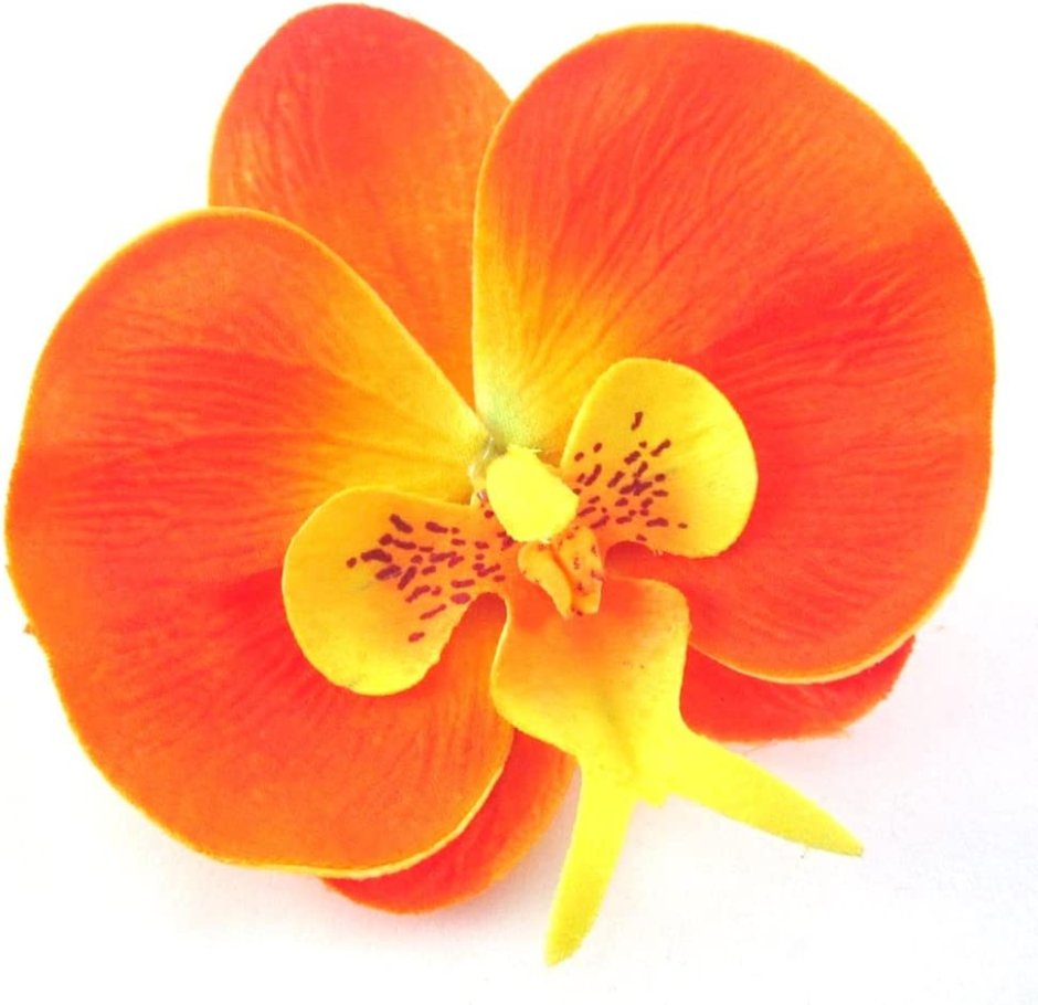 Orange Sorbet фаленопсис