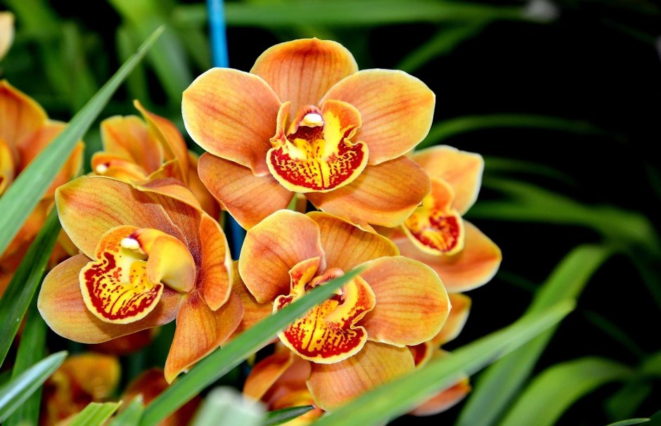 Желтая Орхидея в природе
