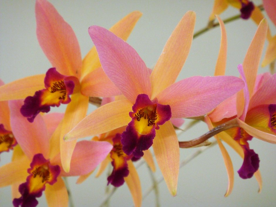 Orange Blossom Орхидея фото