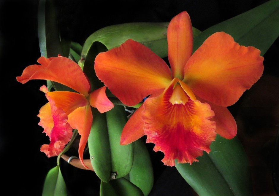 Оранжевая Орхидея