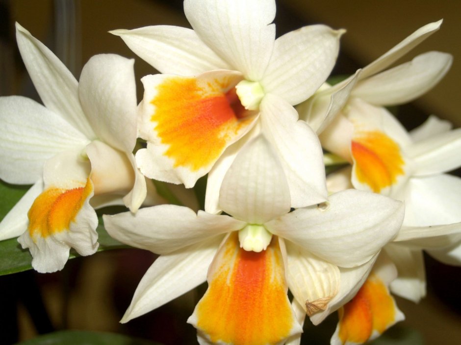 Орхидея оранж сорбет