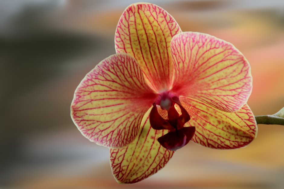 Бьютифул Орхидея
