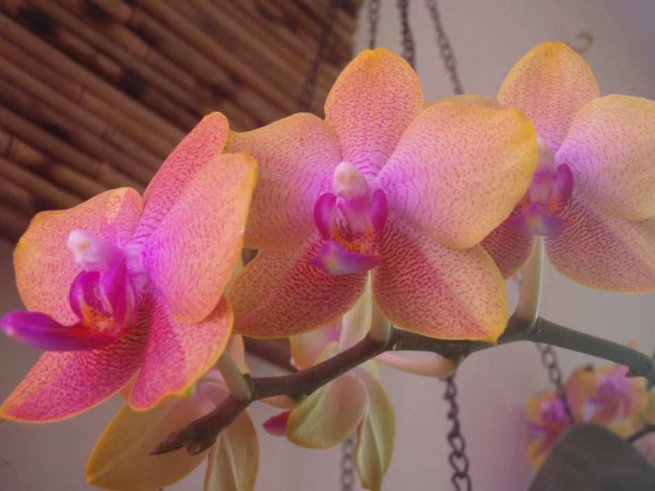 Тропическая Орхидея фото