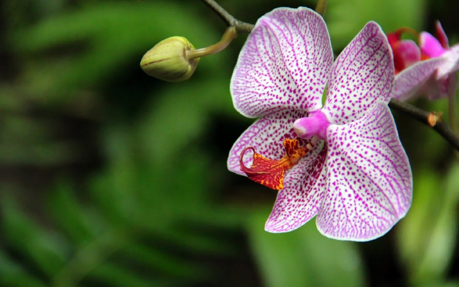 Орхидея декорейшен