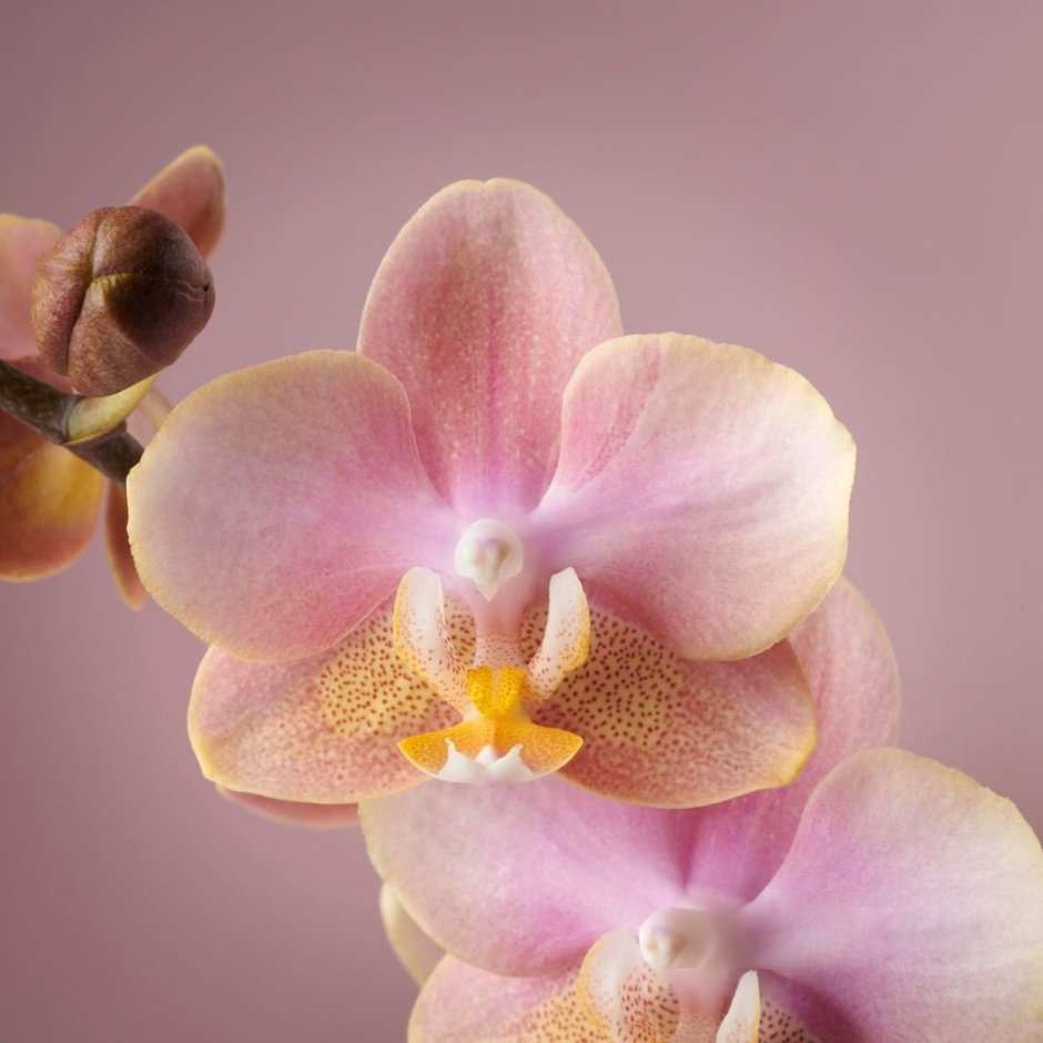 Орхидея датч дива