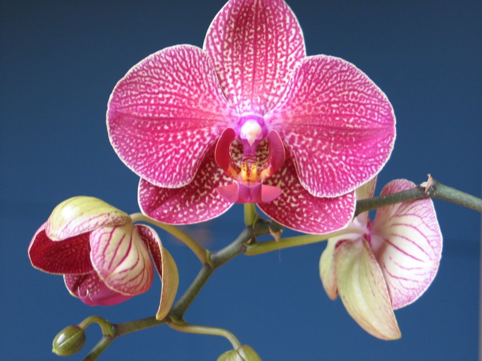 Орхидея Ванда коралловая