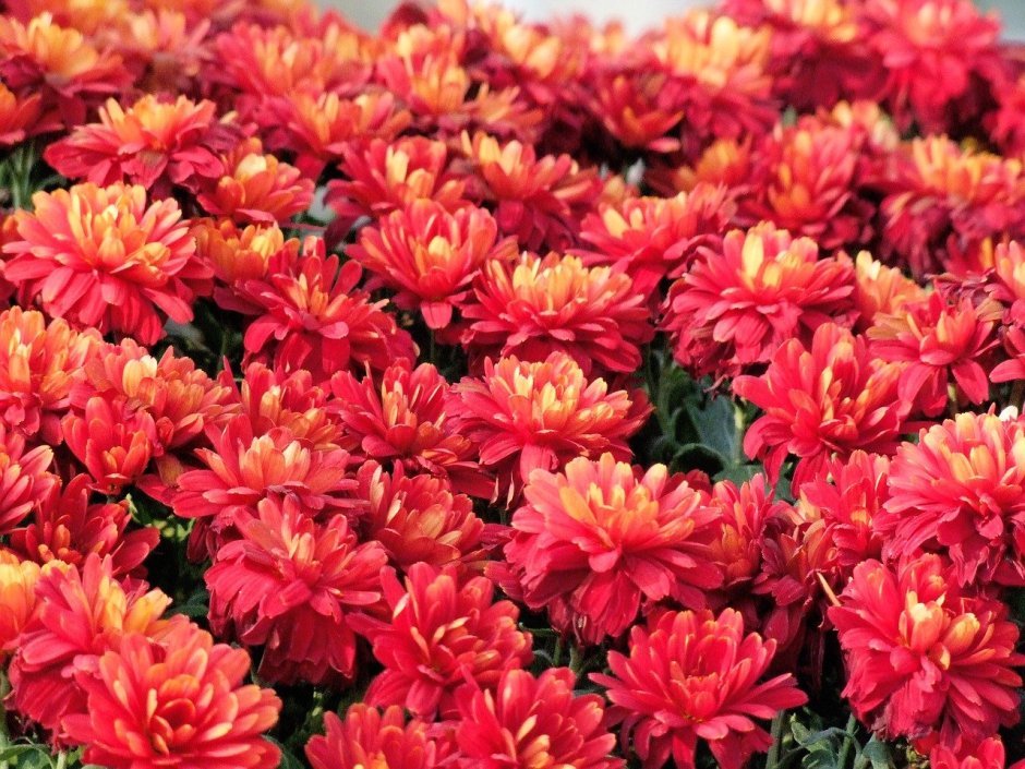 Хризантема Chrysanthemum grandiflorum