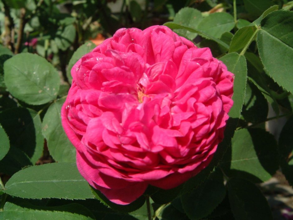 Роза Rose de Rescht