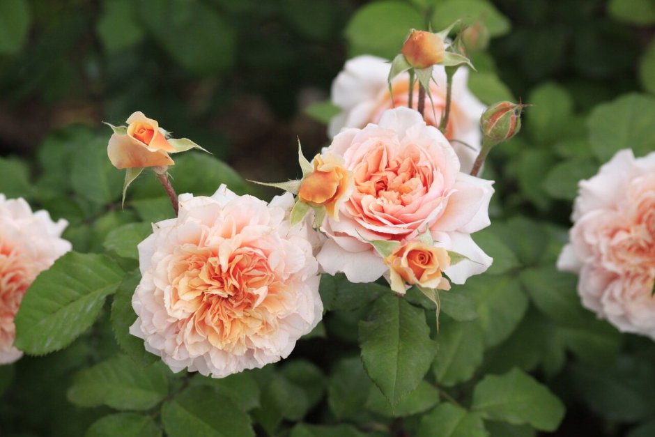 Souvenir de la Malmaison роза