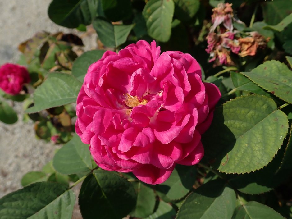 Дамасская роза (Чауш розовый)