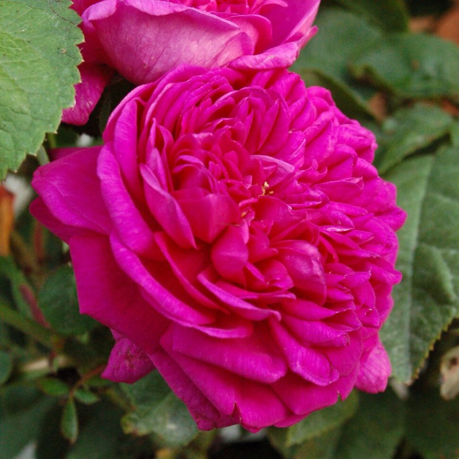 Роза Парковая роз де решт
