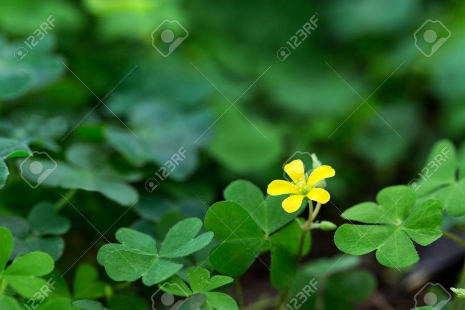Клевер с маленькими желтыми цветами