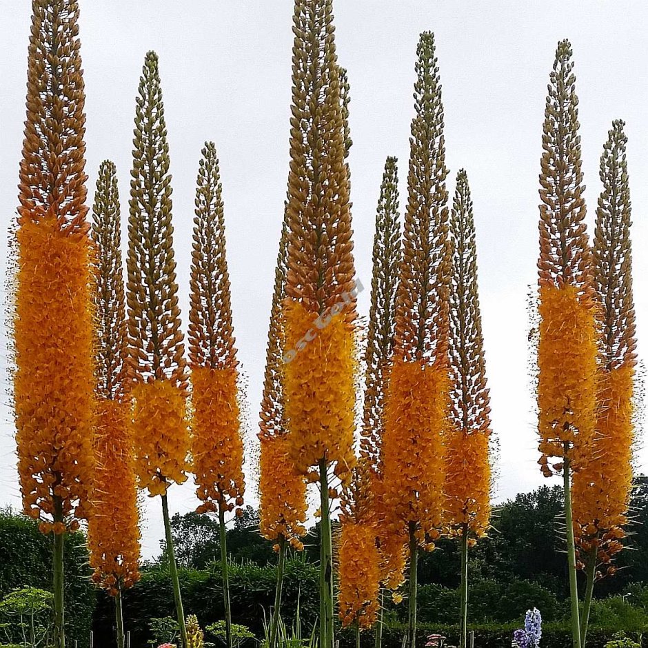 Eremurus Cleopatra ширяш (Eremurus) Клеопатра