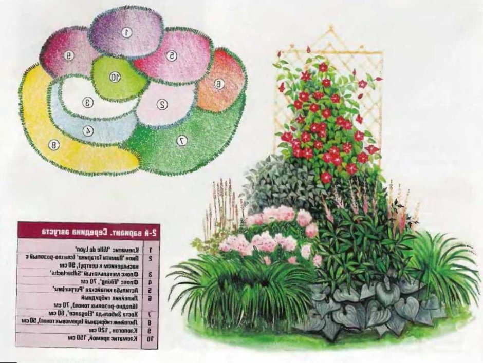 Схема миксбордера непрерывного цветения