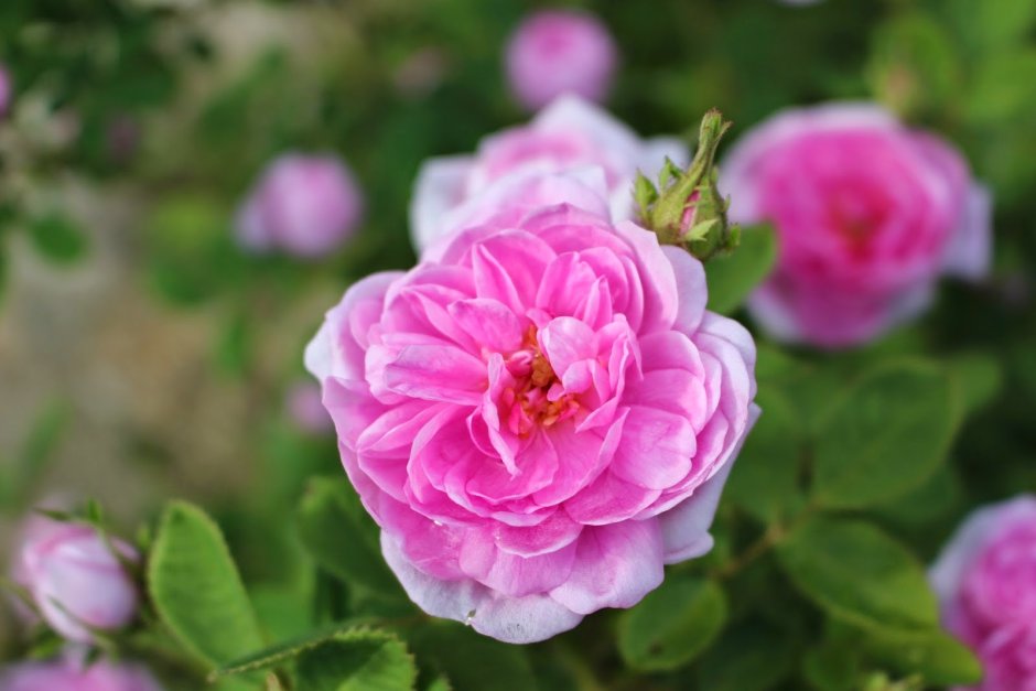 Роза Rose de Meaux