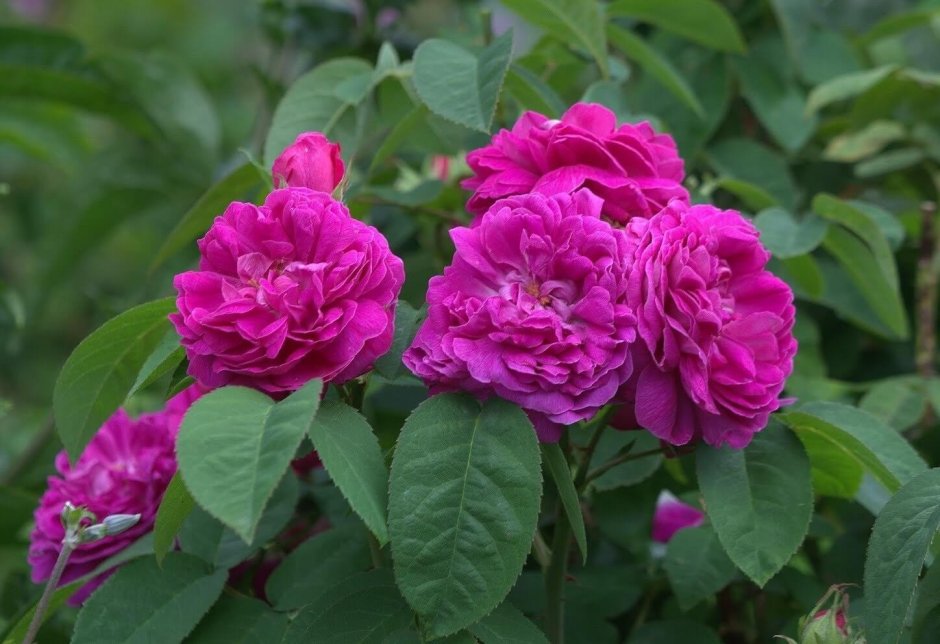 Роза moje Hammarberg (гибрид розы rugosa/Парковая)
