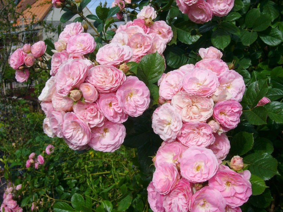 Роза мускусная Bouquet parfait