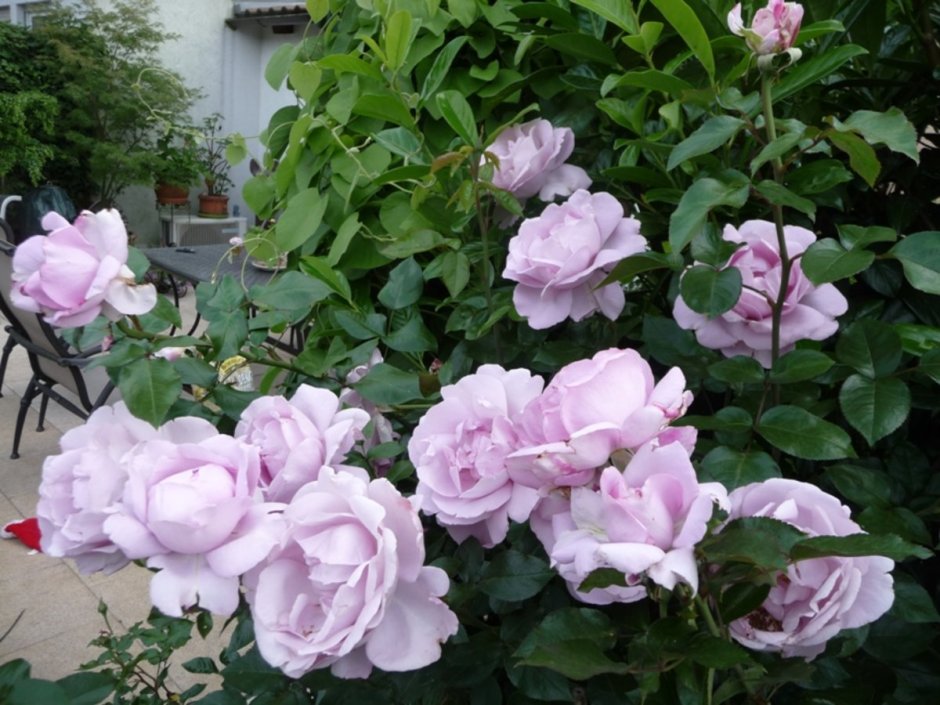 Роза гибрид multiflora (сорт 'Ghislaine de Feligonde')
